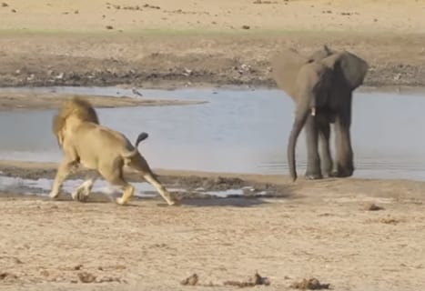 【衝撃】オスライオン vs. 子供のゾウが戦ったらどうなるのか ⇒ コッチが死にました…