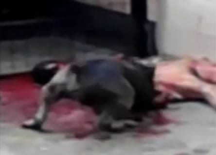 【閲覧注意】犬が人を殺してる映像で一番ヤバいのって１００％コレだよな…