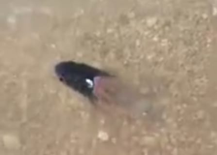 【驚愕】魚の頭を切断して水に戻した結果・・・（動画あり）