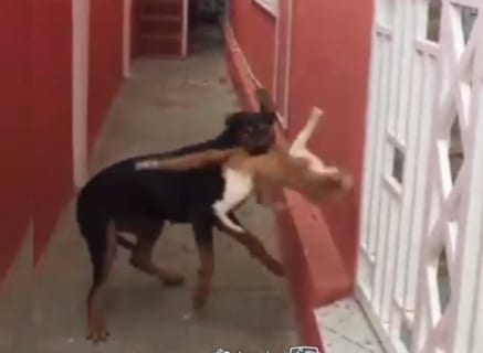 【猫好き超閲覧注意】猫さん、なぜか犬に挑んでしまう・・・（動画あり）