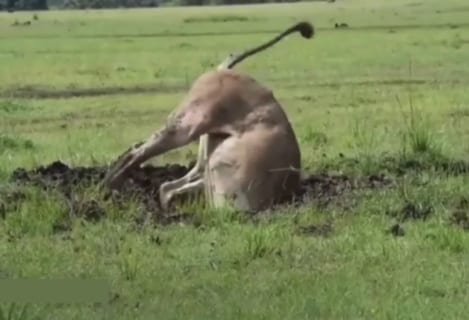 【衝撃映像】穴に逃げたイノシシ。ライオンがまさか「7時間も掘り続ける」とは思ってなかった