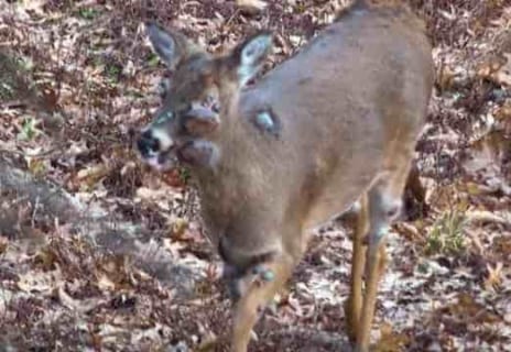 【閲覧注意】アメリカの「ゾンビ鹿」、また撮影される。人に感染する可能性も…