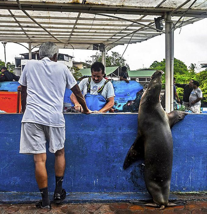 sea_lion_fish_02