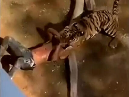 【閲覧注意】ゴリラ、虎、シャチ・・・動物に殺される人間達の動画が怖すぎる（動画あり）