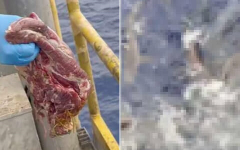 【衝撃映像】海上石油掘削リグから海に肉を投げ捨てるとこうなる…怖すぎだろ…