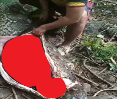 【閲覧注意】10mの大蛇に飲み込まれた女性、腹を裂いたらこんな姿になっていた（動画あり）