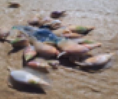 【閲覧注意】猛毒クラゲ「カツオノエボシ」が死んだ砂浜ではこんな事が起こる…怖すぎだろ…（動画）