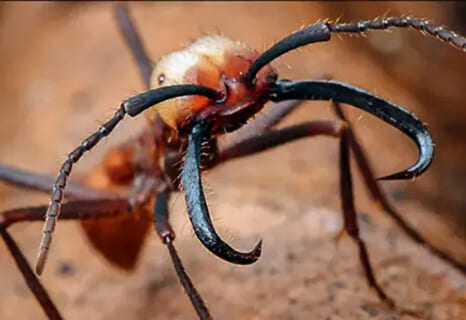 【驚愕】地上最強の昆虫グンタイアリ、とんでもない生物を殺してしまう・・・（動画あり）