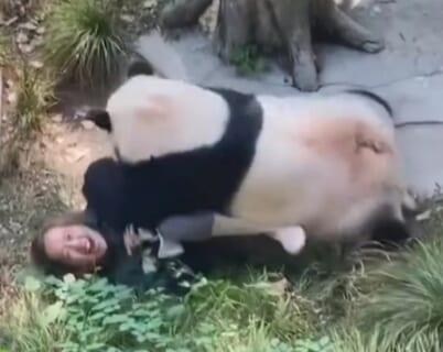 【閲覧注意】中国の動物園でパンダがガチ切れ、女性職員に地獄を味わわせる…（動画あり）