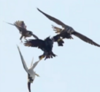 【驚愕】空中最強の鳥「あのカラスムカつくな…皆で八つ裂きにするか」（動画あり）