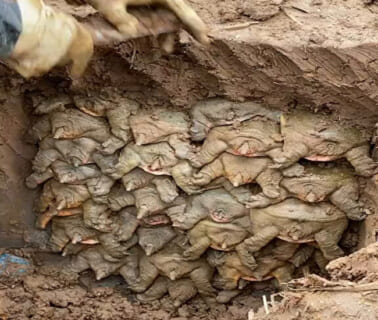 【閲覧注意】中国で地下から ”ヤバいもの” が見つかる…まだ生きてるんだが…（動画あり）