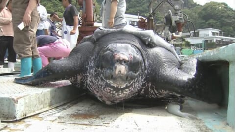 【閲覧注意】川で ”人食いガメ” に食われた人間の死体初めて見たけどヤバすぎるだろ