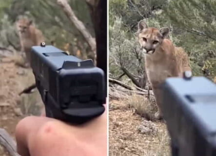 【閲覧注意】登山中に肉食の猛獣とエンカウントした男性の撮影動画、怖すぎる（動画あり）