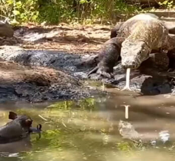 【閲覧注意】豚「こいつ（コモドオオトカゲ）遅いなぁ…余裕で逃げれるだろｗ」⇒ 結果・・・