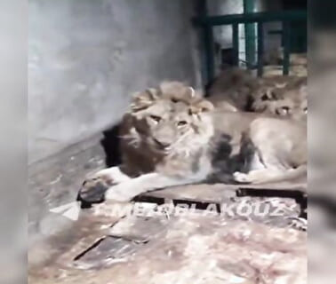 【閲覧注意】動物園の飼育員がライオンに生きたまま食べられる自撮り動画、伝説に残るレベルかもしれない