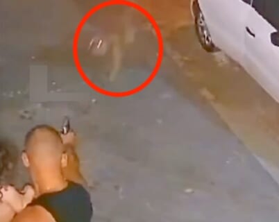 【衝撃映像】人を殺しまくる犬「ピットブル」、幼女を襲うも ”最強の父親” に瞬殺される