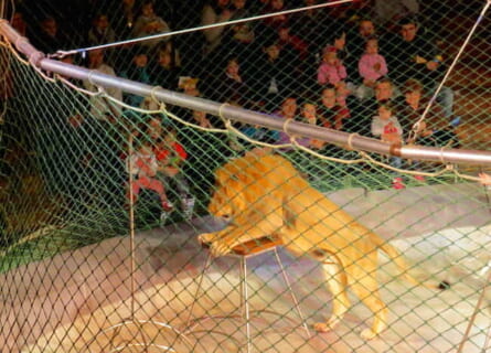 【衝撃映像】サーカスのライオンの檻に近づきすぎた人間、餌食になってしまう…