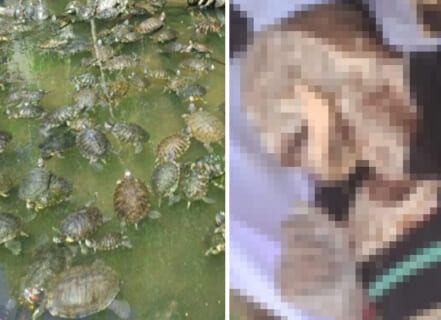 【閲覧注意】カメ1000匹の池に「人間の死体」が沈んだらどうなると思う？ヤバいぞ…（画像あり）