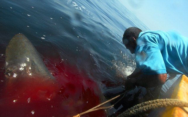 【閲覧注意】インドネシアの漁師に密着したらとんでもないものが撮れた ポッカキット